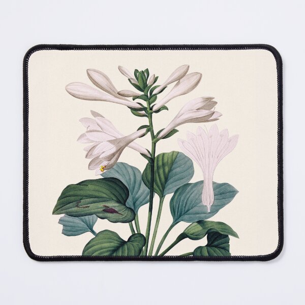 Item preview, Hemerocallis Japonica | Hemerocallis du Japon | Pierre-Joseph Redouté designed and sold by LaMadeleine.
