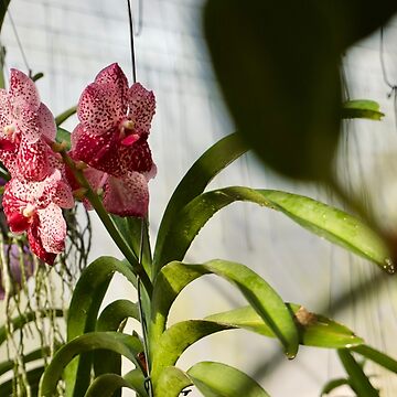 Artwork thumbnail, PINK VANDA ORCHID PLANT GREENHOUSE by teruyalab