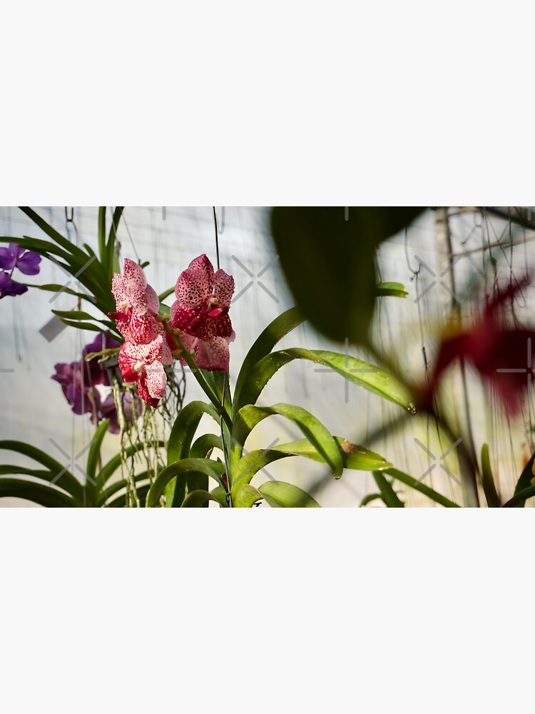 Thumbnail 3 of 3, Sticker, PINK VANDA ORCHID PLANT GREENHOUSE designed and sold by teruyalab.