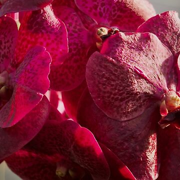 Artwork thumbnail, PINK VANDA ORCHID PLANT GREENHOUSE by teruyalab