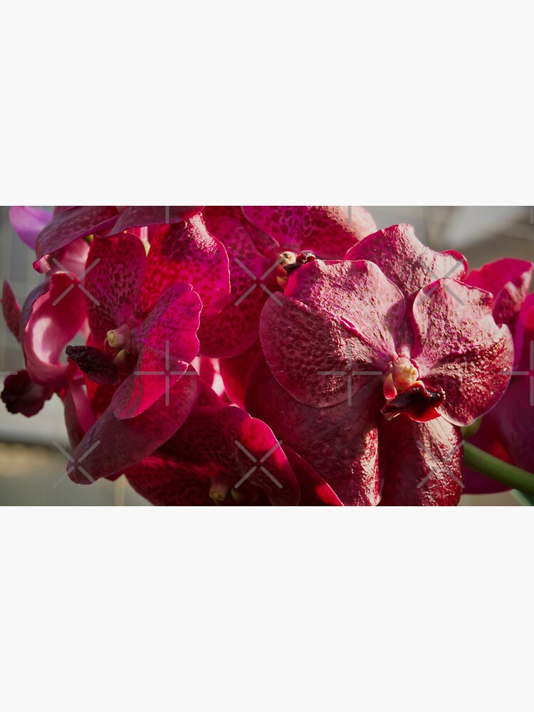 Thumbnail 3 of 3, Sticker, PINK VANDA ORCHID PLANT GREENHOUSE designed and sold by teruyalab.