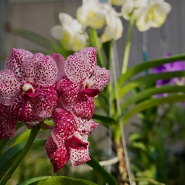 Artwork thumbnail, PINK VANDA ORCHID FLOWER PLANT GREENHOUSE by teruyalab