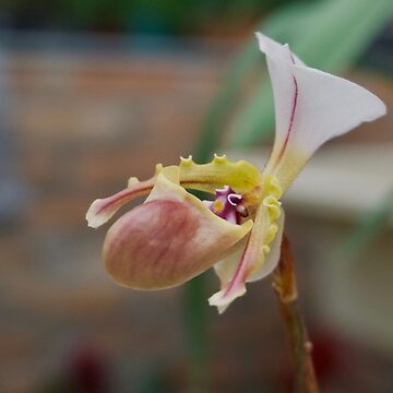 Artwork thumbnail, PAPHIOPEDILUM SLIPPER ORCHID FLOWER PLANT GREENHOUSE by teruyalab