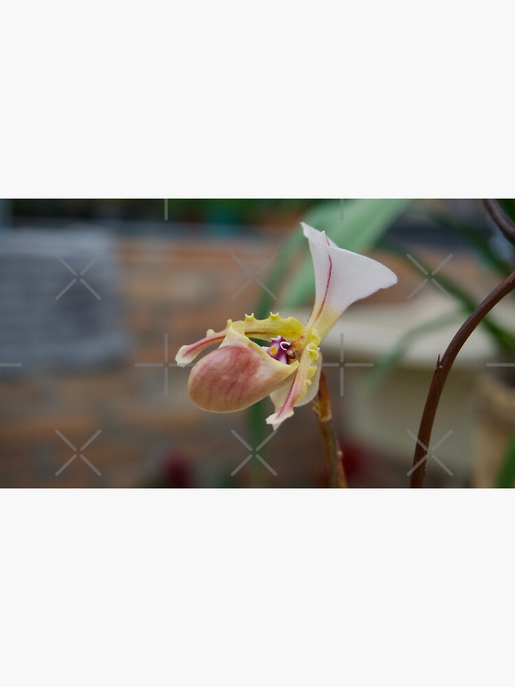 Thumbnail 3 of 3, Sticker, PAPHIOPEDILUM SLIPPER ORCHID FLOWER PLANT GREENHOUSE designed and sold by teruyalab.