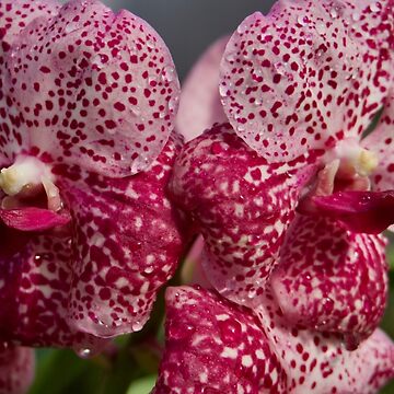 Artwork thumbnail, PINK VANDA ORCHID PLANT GREENHOUSE by teruyalab