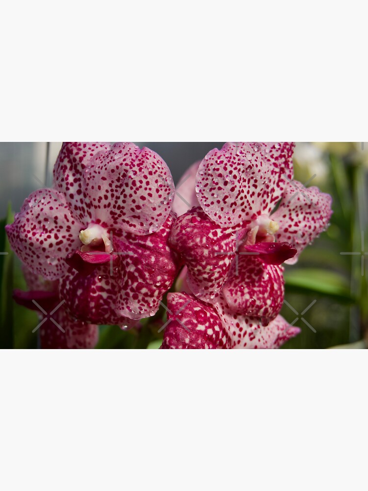 Thumbnail 3 of 3, Sticker, PINK VANDA ORCHID PLANT GREENHOUSE designed and sold by teruyalab.