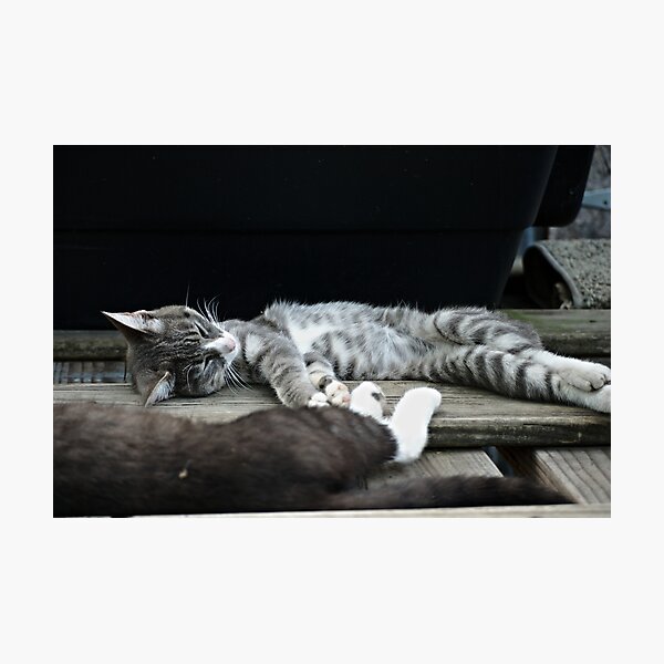 Too Hot Photographic Print