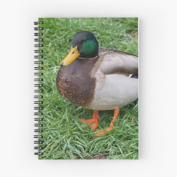 Item preview, Mallard in Bloom. designed and sold by GingerMan2550.