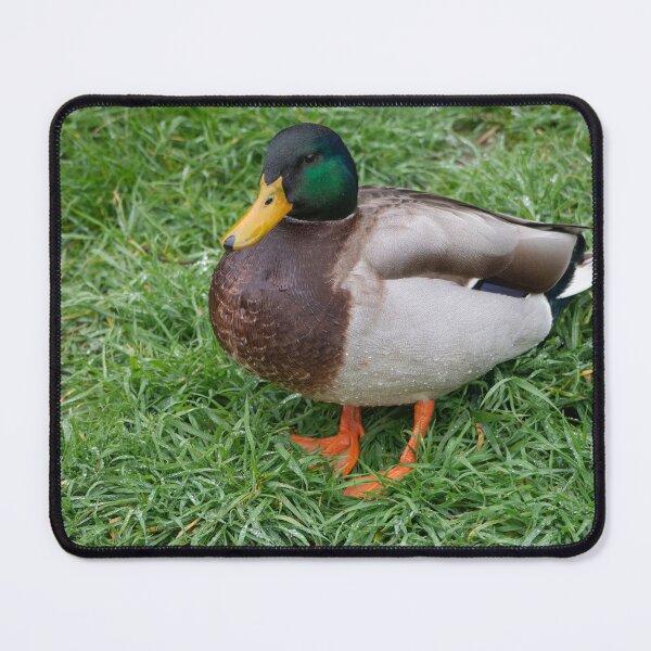 Item preview, Mallard in Bloom. designed and sold by GingerMan2550.