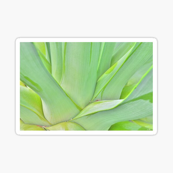 Item preview, Agave Abstract designed and sold by LisaWootenPhoto.