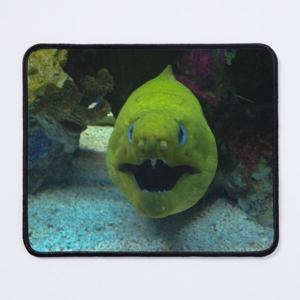 Item preview, Crazy Fish designed and sold by Craig Kauzmann.