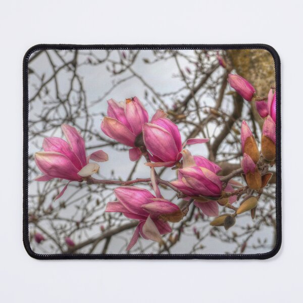 Item preview, Tulip Tree Blossoms designed and sold by Frankie Cat Photography.