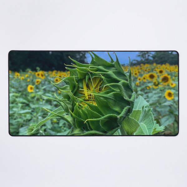 Item preview, Soon to Open Sunflower designed and sold by Craig Kauzmann.