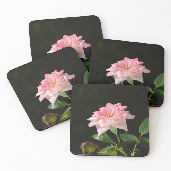 Item preview, Late Morning Pink Carpet Rose designed and sold by Joy Watson - Natural Light Photography .