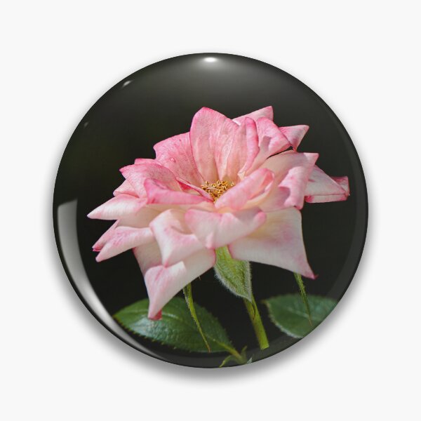 Item preview, Late Morning Pink Carpet Rose designed and sold by Joy Watson - Natural Light Photography .