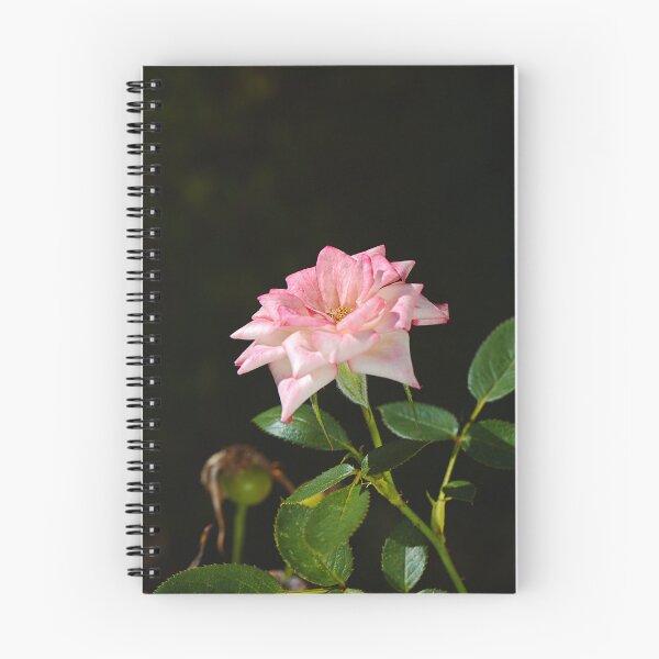 Item preview, Late Morning Pink Carpet Rose designed and sold by Joy Watson - Natural Light Photography .