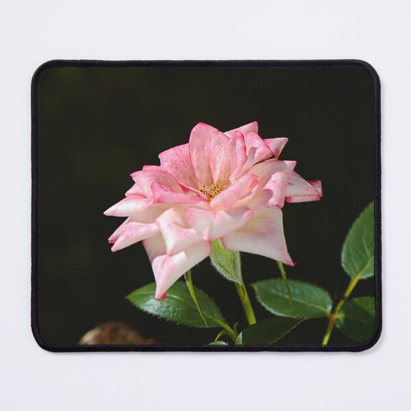 Item preview, Late Morning Pink Carpet Rose designed and sold by Joy Watson - Natural Light Photography .