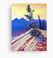 Pines on Kootenay Pass Canvas Print