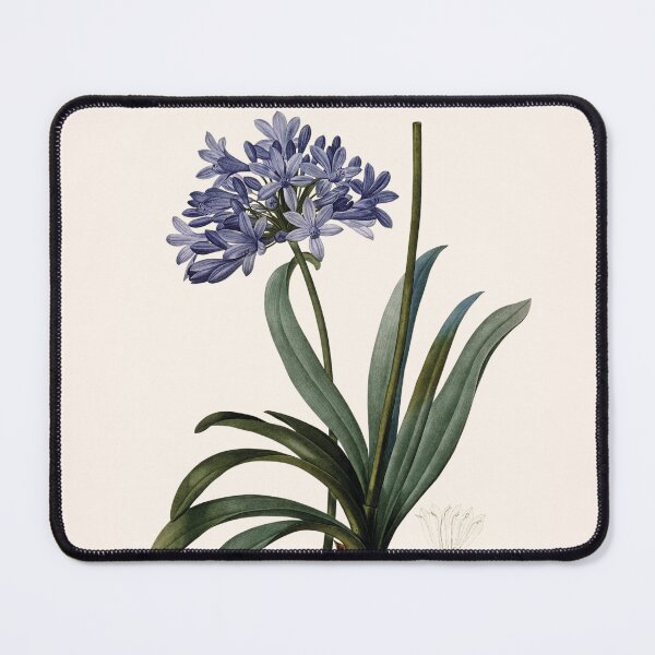 Item preview, Agapanthus Umbellatus | Agapanthe en Ombelle | Pierre-Joseph Redouté designed and sold by LaMadeleine.