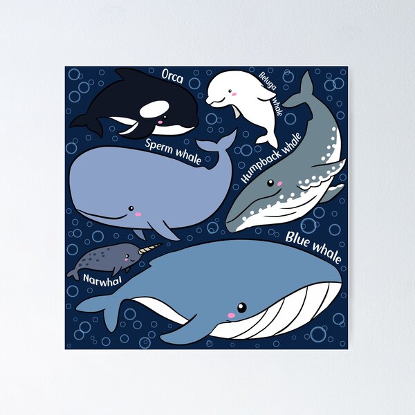 Cute Whales pattern Poster for Sale by Yarafantasyart Redbubble