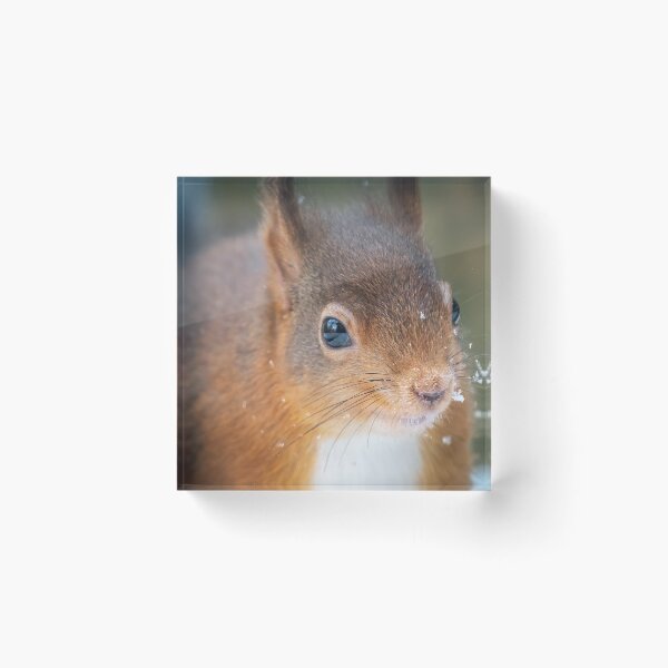 Item preview, Red Squirrel Whinfel Forest Close up designed and sold by Darren Wilkes.