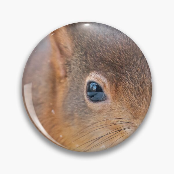 Item preview, Red Squirrel Whinfel Forest Close up designed and sold by Darren Wilkes.