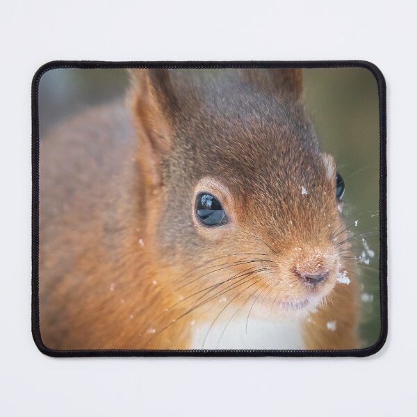 Item preview, Red Squirrel Whinfel Forest Close up designed and sold by Darren Wilkes.
