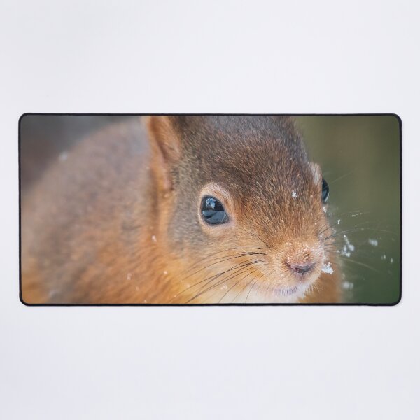 Item preview, Red Squirrel Whinfel Forest Close up designed and sold by Darren Wilkes.