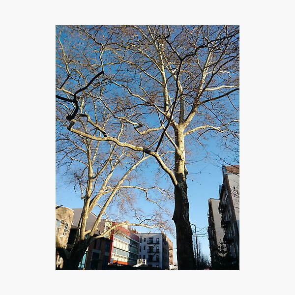 Tree Photographic Print