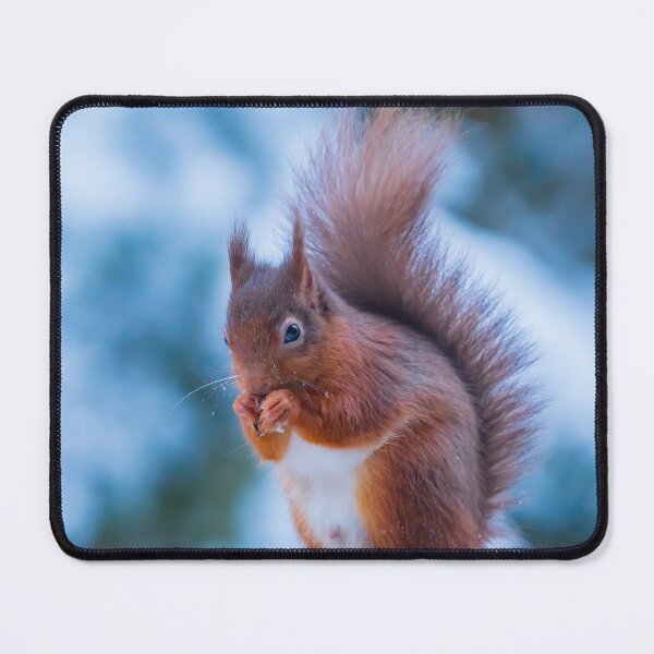 Item preview, Red Squirrel In The snow Whinfell Forest designed and sold by Darren Wilkes.