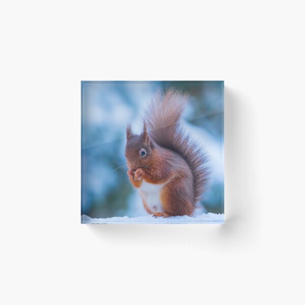 Item preview, Red Squirrel In The snow Whinfell Forest designed and sold by Darren Wilkes.