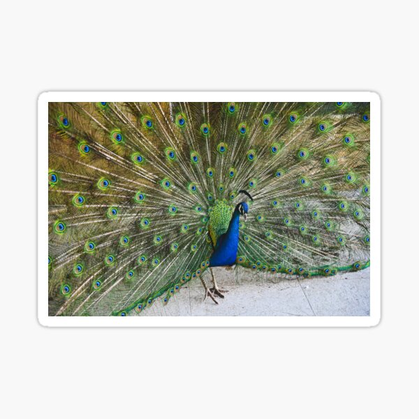 Peacock Sticker