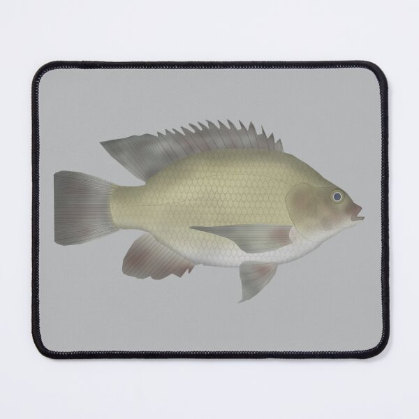 Item preview, Mango Tilapia designed and sold by fishfolkart.