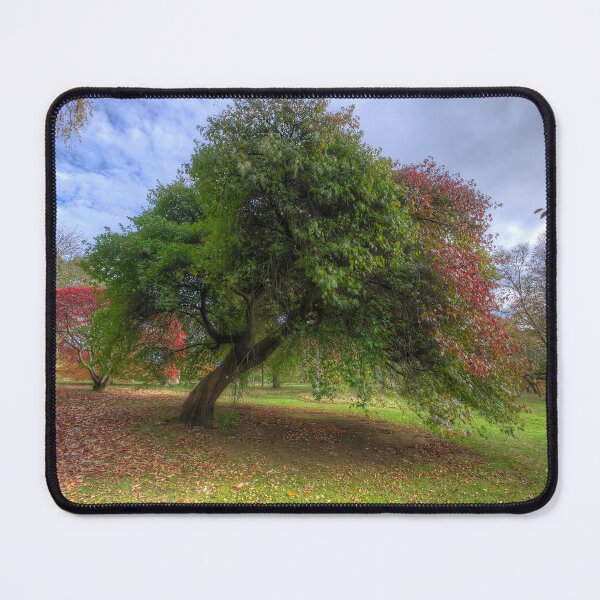 Item preview, Japanese Acer Tree - Wales  designed and sold by Darren Wilkes.