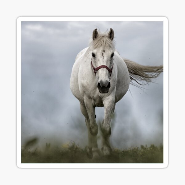 Horse Trainer Stickers 2023 Sticker