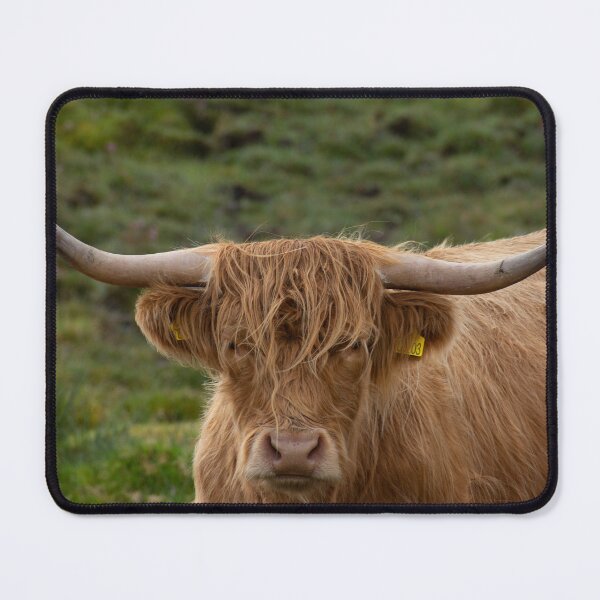 Item preview, Una vaca escocesa de las tierras altas designed and sold by NancyKHajjar.