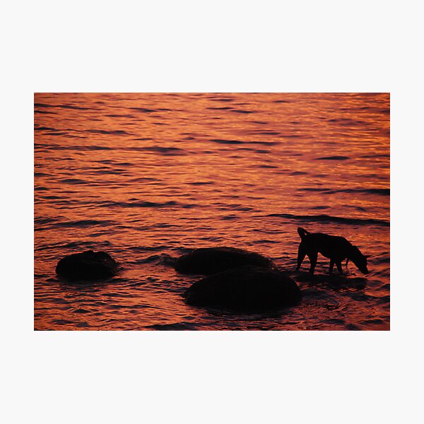 Item preview, the fishing dog designed and sold by paul levy.