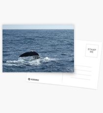 Sperm Whale Postcards