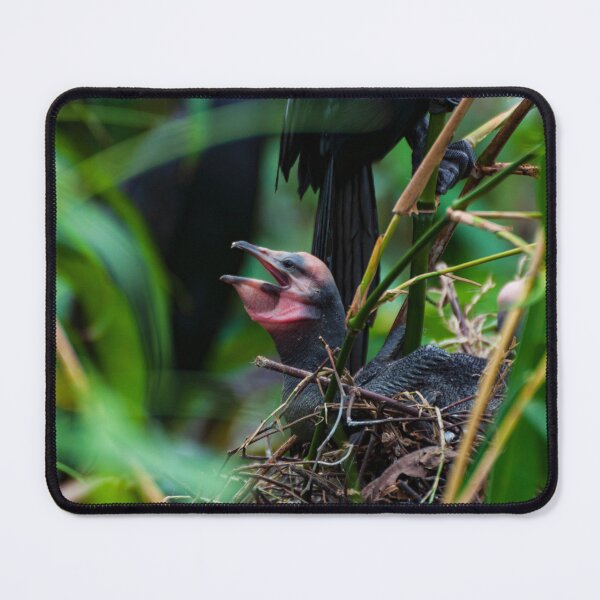 Item preview, Little baby of cormorant bird photography designed and sold by kstanvir.