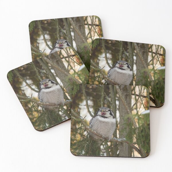 Item preview, Yawning. Northern hawk-owl designed and sold by Jouko Lehto Photography.