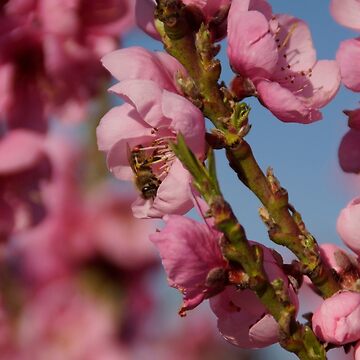 Artwork thumbnail, Busy as a Bee - Spring at Magpie Springs by Avril Thomas by MagpieSprings