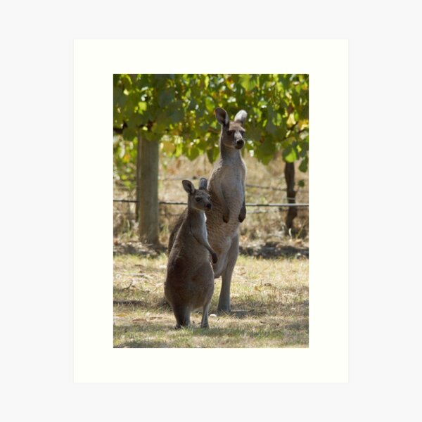 Item preview, Two Roos at Magpie Springs by Avril Thomas designed and sold by MagpieSprings.