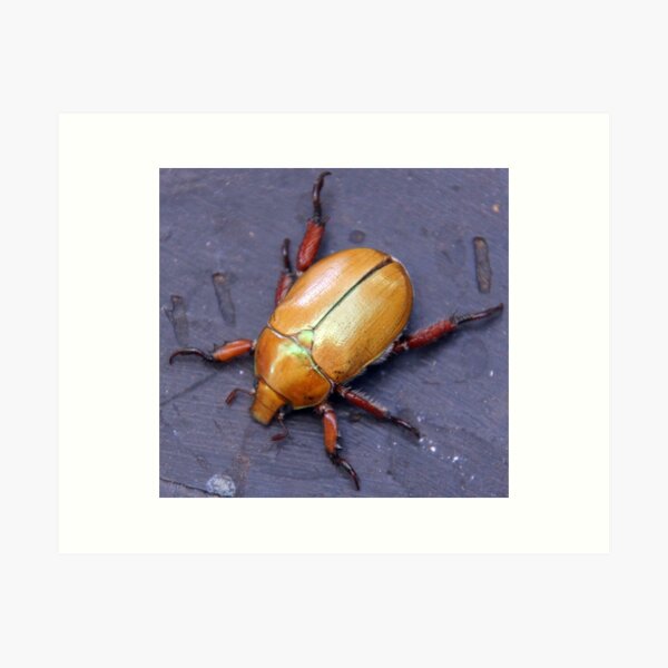 Christmas Beetle - South Australia Art Print