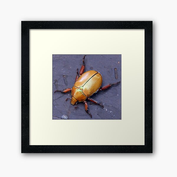 Christmas Beetle - South Australia Framed Art Print