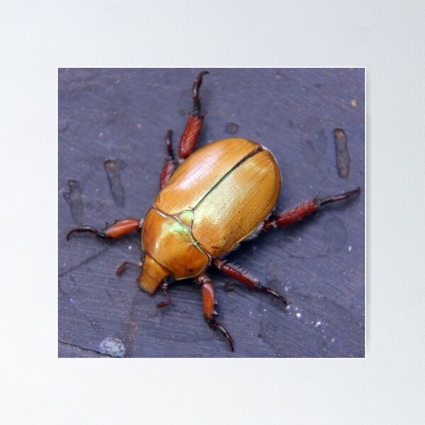 Christmas Beetle - South Australia Poster