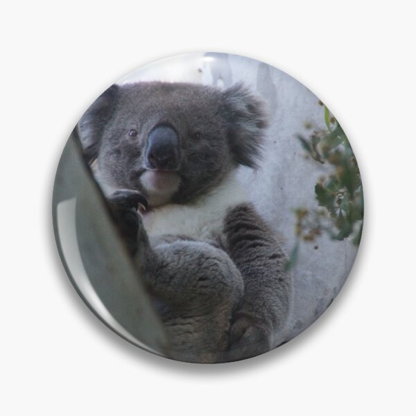 Item preview, Koala - Magpie Springs - Fleurieu Peninsula - Australia designed and sold by MagpieSprings.