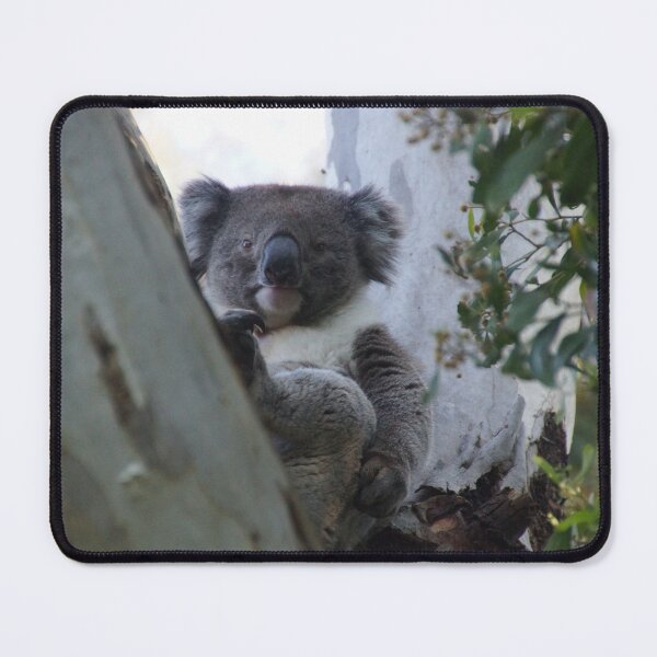 Item preview, Koala - Magpie Springs - Fleurieu Peninsula - Australia designed and sold by MagpieSprings.