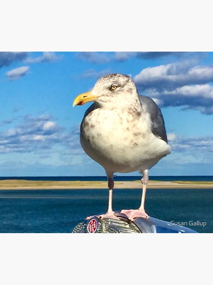 Sightseeing seagull in Chatham Cape Cod