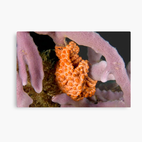 Basket Star Metal Print