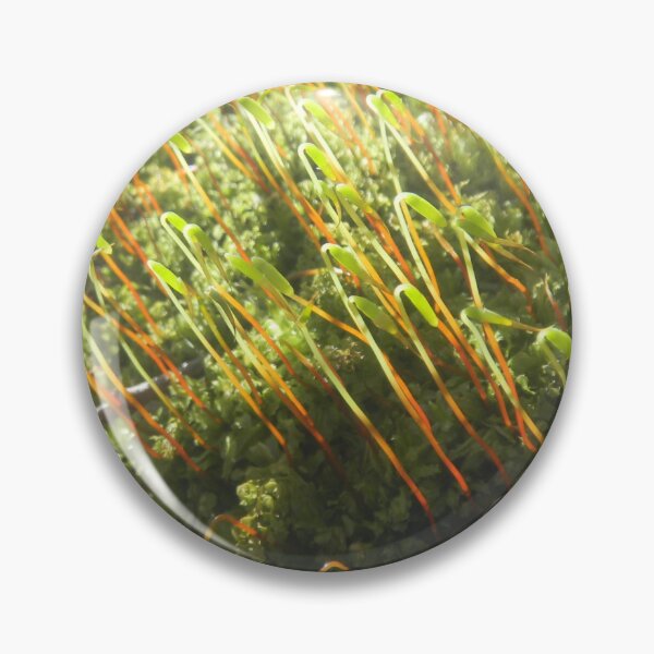Artikelvorschau, Moosige Sprossen entworfen und verkauft von BethyBeeHerbs.